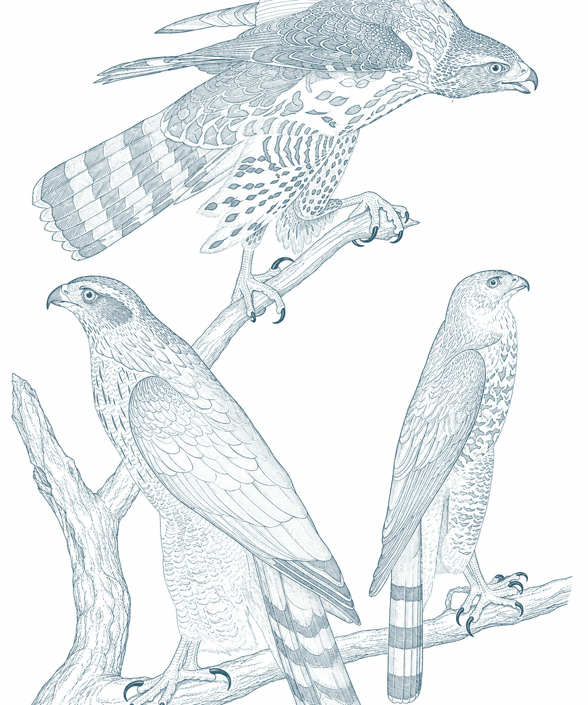 Three hawks among branches, drawn in delicate teal lines